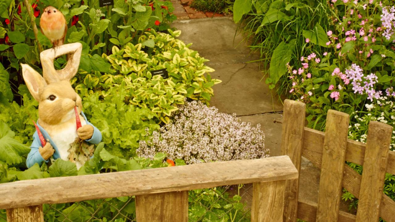 The Peter Rabbit™ Garden at the Chelsea Flower Show wins gold | World ...